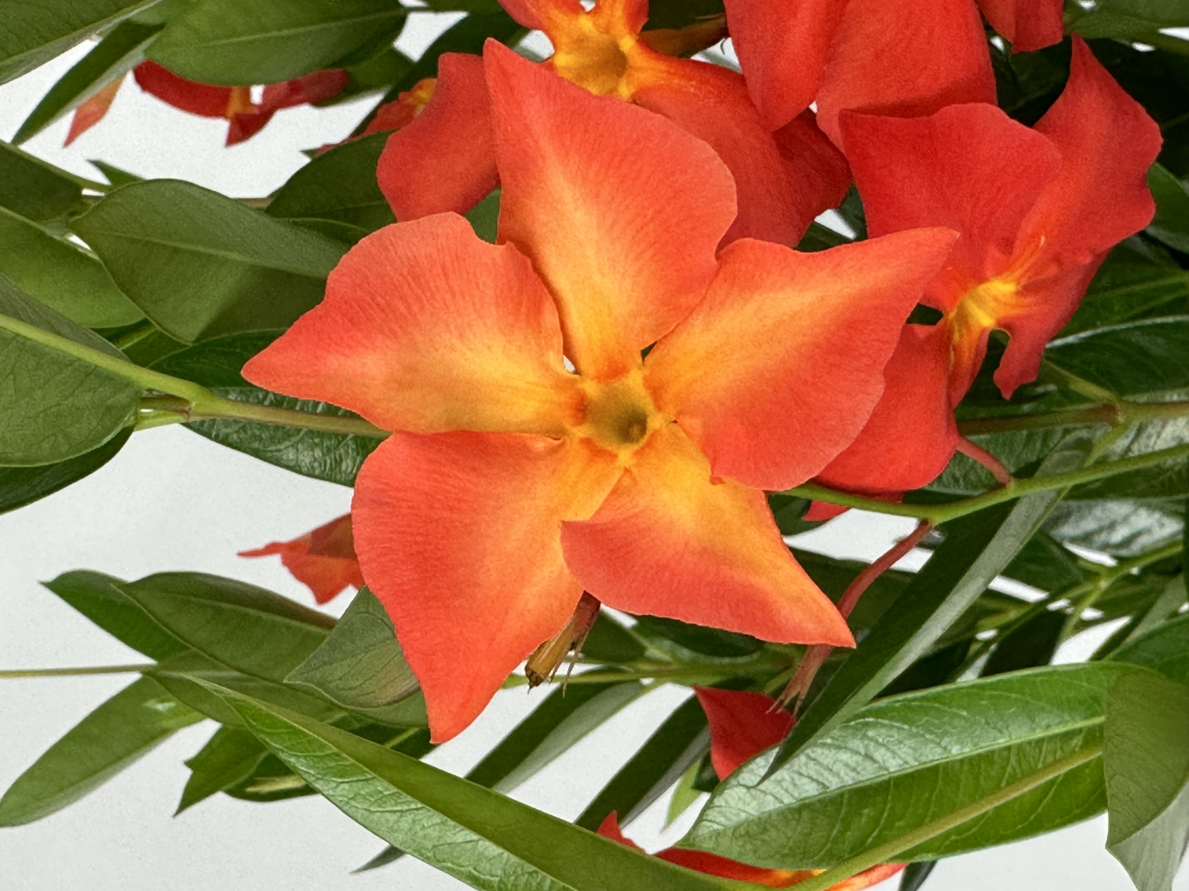 2024 California Spring Trials preview: Suntory Flowers - Garden Center